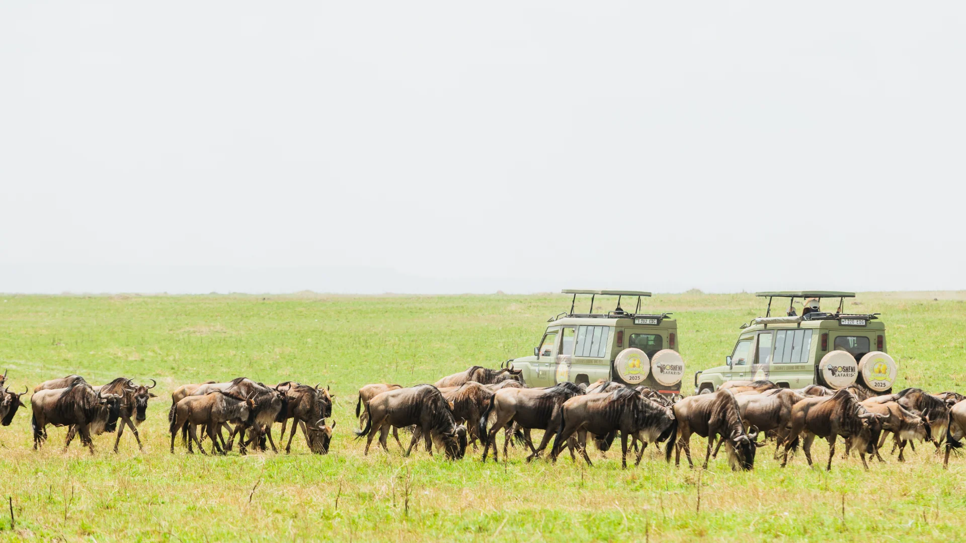 Wildebeest Migration Herds