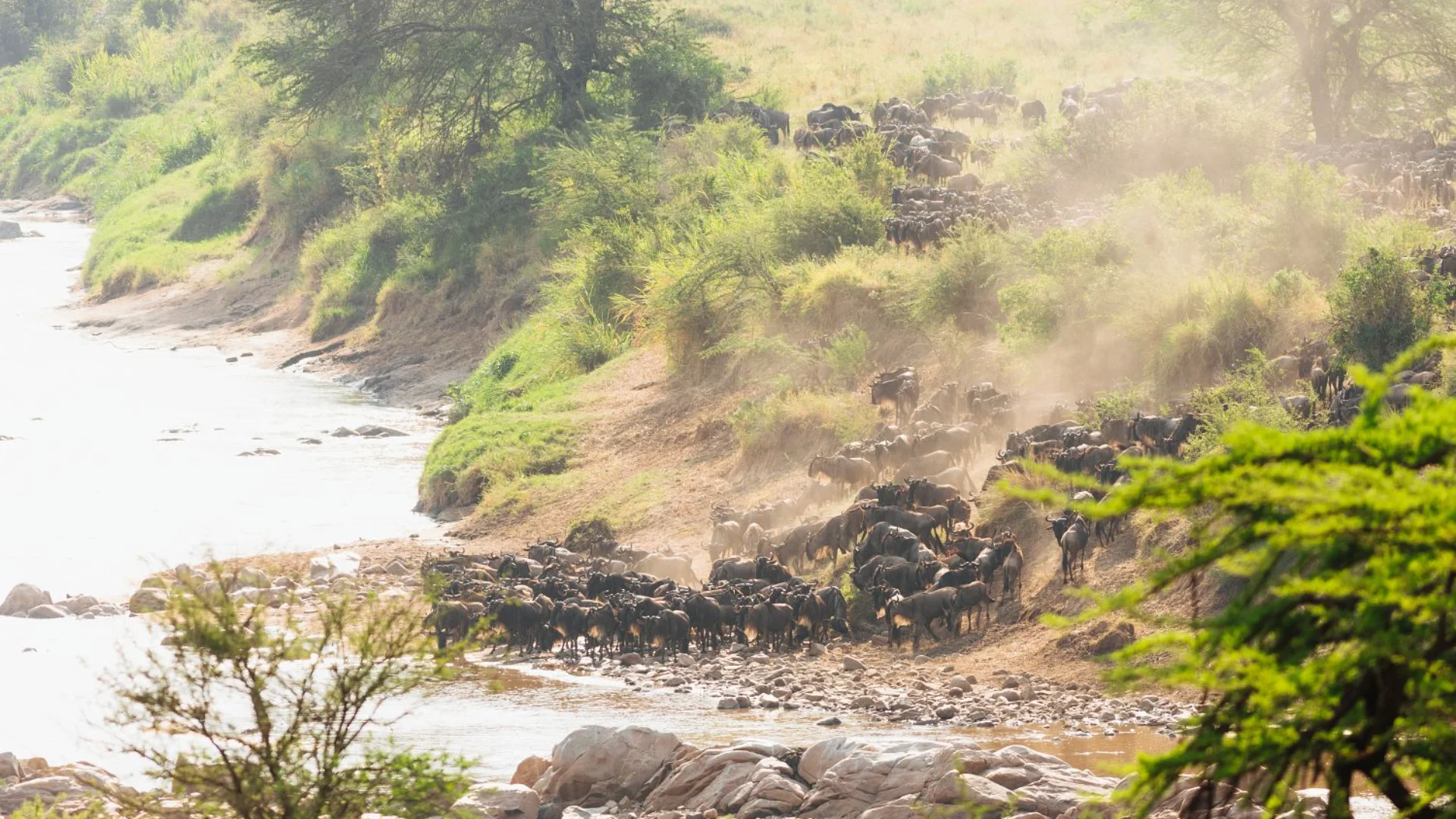 Wildebeest Migration River Crossing